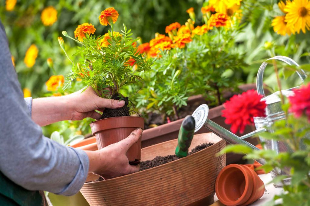 Taller de jardinería