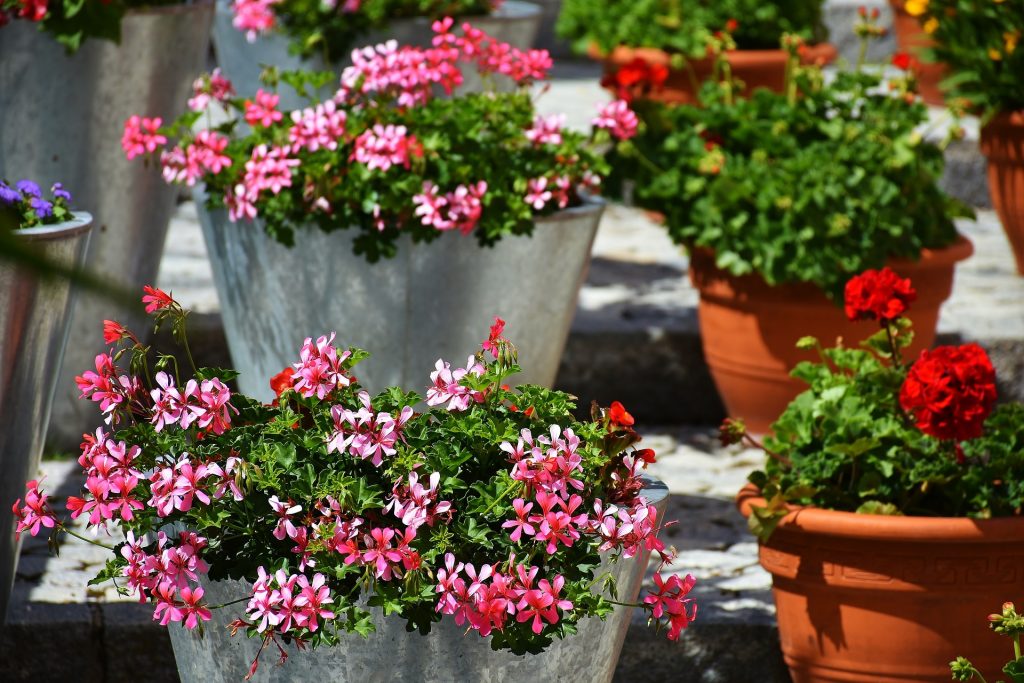 Taller de jardinería: Colores de primavera