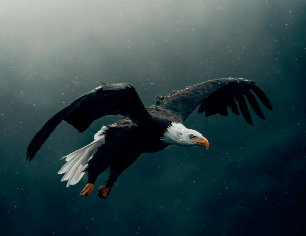 aguila